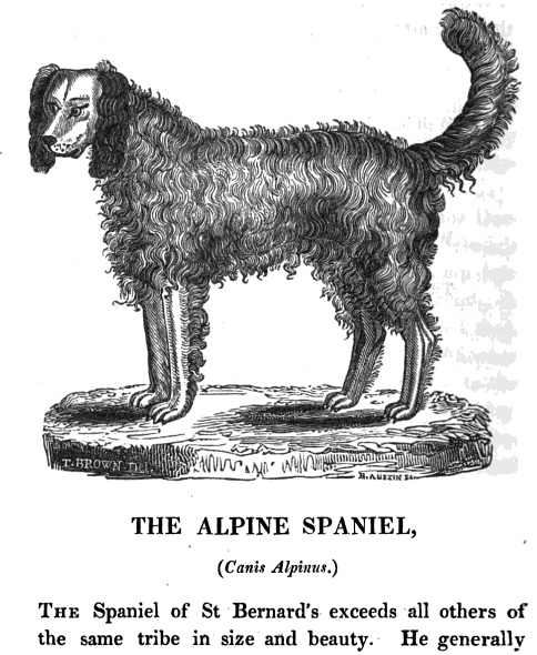St Bernard, Alpine Spaniel